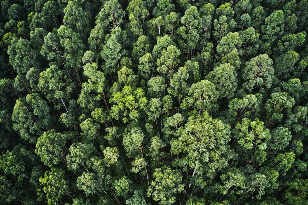 Espacio reservado en Kuarere, parte de la iniciativa de plantar un árbol por reserva